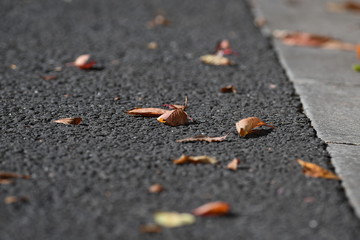 道路脇の落ち葉