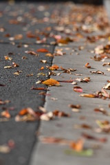 道路脇の落ち葉