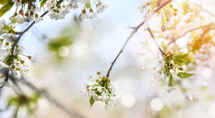 Spring Cherry blossoms, pink and white flowers on fruit tree.