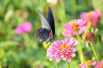 Black butterfly standing on pink daisy flower