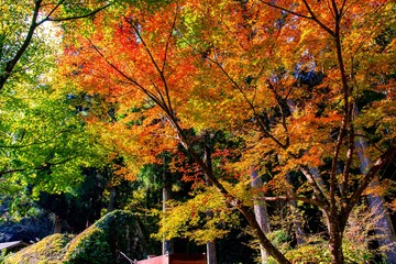 深耶馬の紅葉