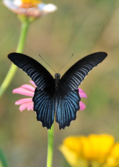 Dark blue butterfly standing on flower top view