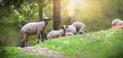 Naklejka na ściany i meble Sheeps group and lambs on a meadow with green grass. Flock of sheep in sun rays spring background.