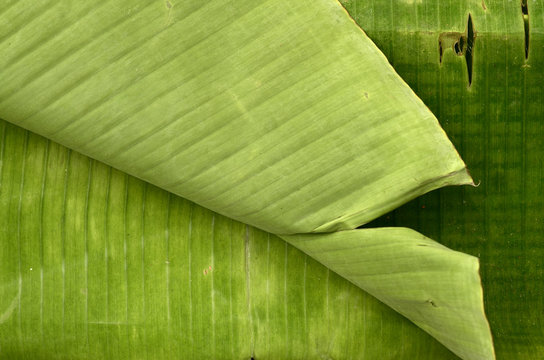 banana leaf background.​
