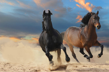 two horses on the beach, black and bay horses gallop at full speed