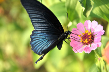 Dark blue butterfly standing and collecting nectar from pink daisy flower