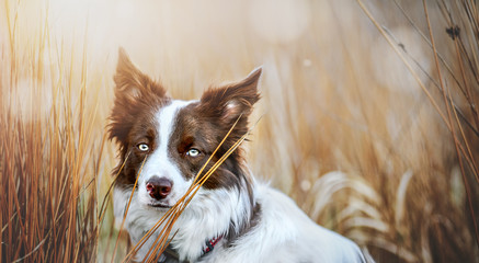 Border collie head detail and sunny background. Beautiful brown white dog looking portrait close up.