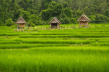 Fototapeta na wymiar Thai Rice Field 01