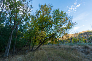 Trees with orange autumn tone