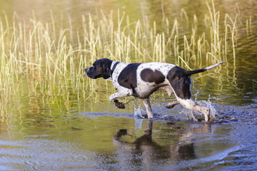 Dog english pointer