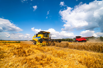 Fototapeta premium Agriculture machine harvesting crop in fields, Special technic in action. Agricultural concept. Ripe crop panorama. Cereal gathering. Heavy machinery, blue sky above field.