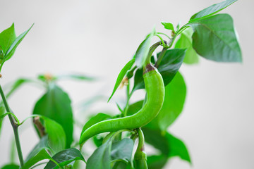 Fototapeta na wymiar Green chili pepper on a branch