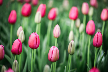 Group of beautiful colorful tulips. Purple flowers tulip lit by sunlight. Bright blossom photo background.