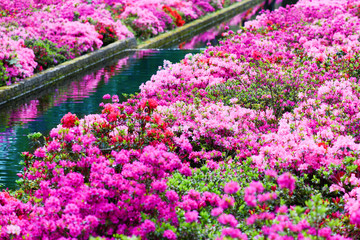 Violet amazing flowers garden with water river in the middle.