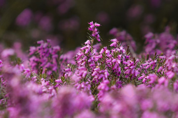 Obraz premium Purple lavender macro closeup vibrant pink