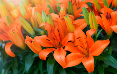 Obraz premium Orange lilies. Lilium tiger flowers with leaves detail.