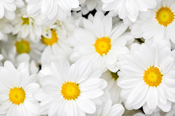 Natural floral background with blossoming daisies or white yellow flowers pattern top view.