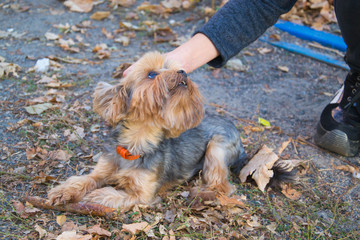 Yorkshire Terrier sits on the street. Children's hand stroking the dog. The dog is very sweet.