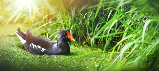 Common Moorhen in natural water habitat. (Gallinula chloropus). Bird wide banner or panorama concept.