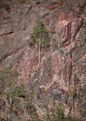 Green tree growing on a vertical cliff