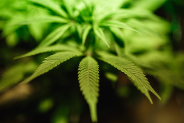 The leaves of hemp closeup. Growing marijuana under artificial light lamp