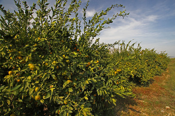 Fototapeta na wymiar Satsuma tangerine trees in İTurkey / İzmir / Gümüldür.