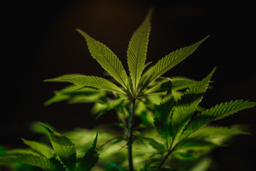 The leaves of hemp closeup. Growing marijuana under artificial light lamp