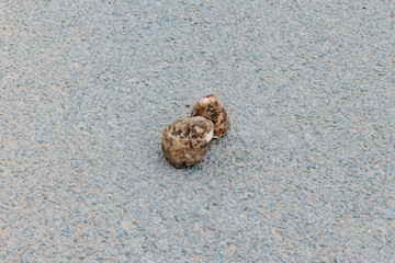 Sugar beets lying on the road