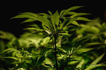The leaves of hemp closeup. Growing marijuana under artificial light lamp