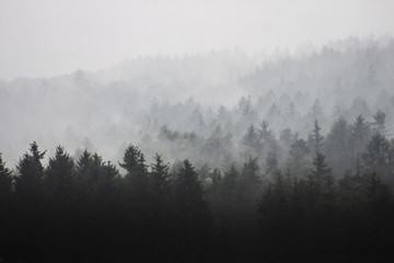 Fog in forest, early morning above trees rainy weather 