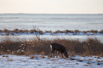 wild Hokkaido deer searching for food in snow