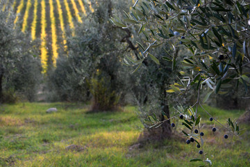 rows of yellow vineyards and olive trees in Chianti region, Tuscany. Italy.