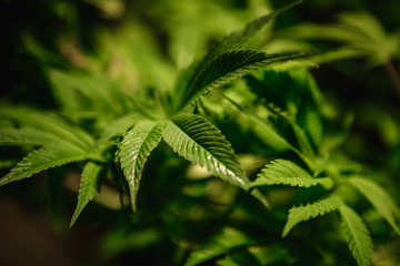 The leaves of hemp closeup. Growing marijuana under artificial light lamp
