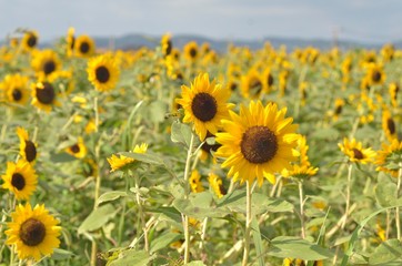 Fototapeta premium ひまわり畑