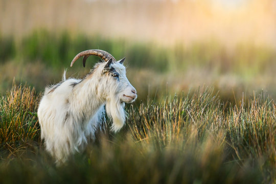 Bearded white goat on beautiful blur bokeh in natural habitat with big horns.