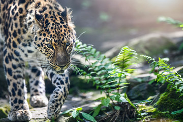 Fototapeta na wymiar Beautiful Leopard hunting in jungle among green grass, Panthera pardus. Little move blur photo.