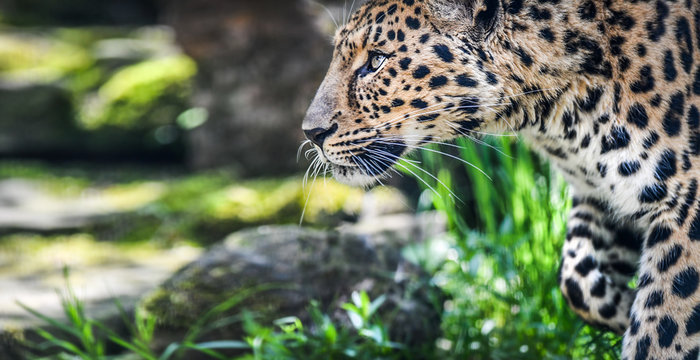 Beautiful Leopard hunting in jungle among green grass, Panthera pardus. Little move blur photo.