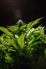 Flowering marijuana closeup. Hemp cones in the process of ripening