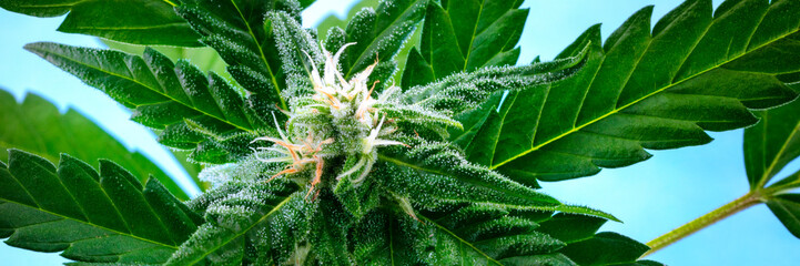 A panorama of a flowering cannabis bud right before harvest, with yellow stigmas and white...