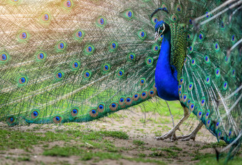 Obraz premium Male Peacock beautiful bird on green grass.