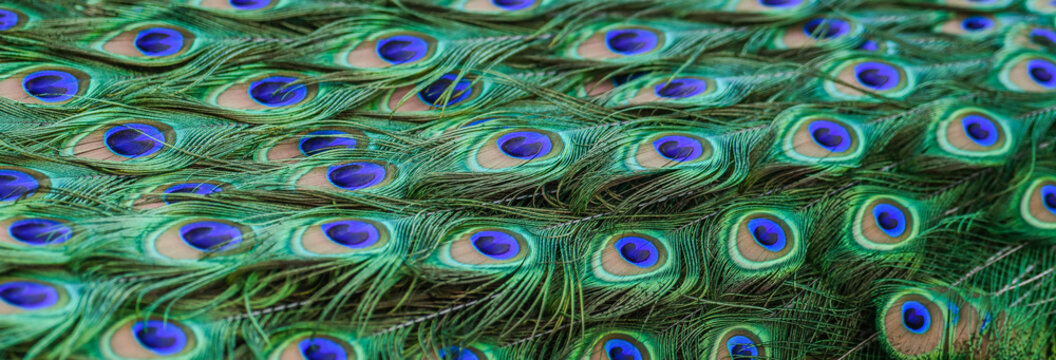 Peacock feathers in detail. Texture or background Colorful and Artistic photo.