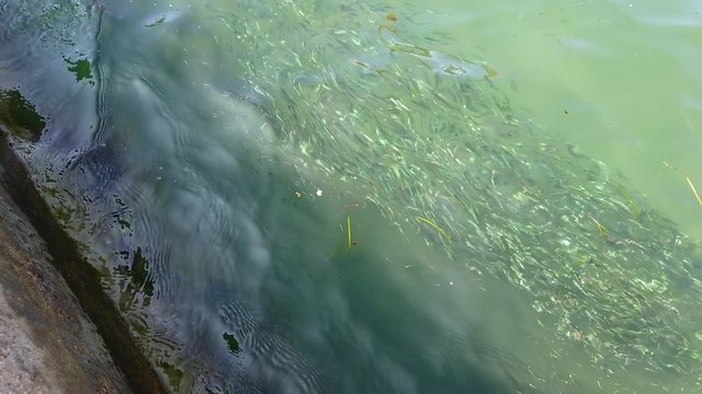 Big flock of small baby fishes near the shore searching for cover from predators Filming wonderful mediteranean countryside at sea vacation in Adriatic sea.