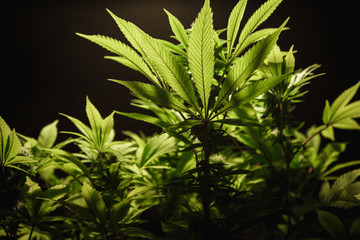 The leaves of hemp closeup. Growing marijuana under artificial light lamp