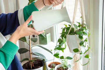 woman's hands watering plants in home. Making homework. Domestic life concept © lamapacas