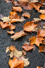 orange autumn dry leaves on asphalt. Autumn background