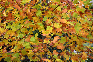 colorful maple leaves on the trees. Autumn background.