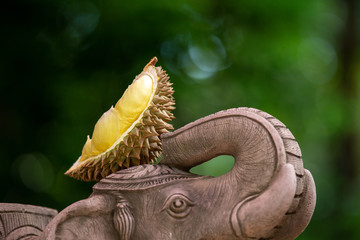 Durian on elephant at Thai Forest