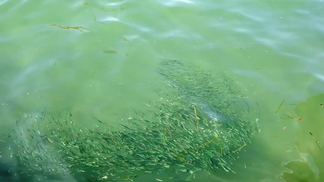 Big flock of small baby fishes near the shore searching for cover from predators Filming wonderful mediteranean countryside at sea vacation in Adriatic sea.