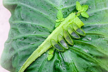 Slice Aloe Vera and Mint leaves on green background with water drop,Top View.