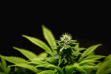 Flowering marijuana closeup. Hemp cones in the process of ripening